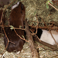 Yoko an und Dante unter der Astraufe