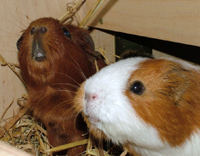 Tini und Mia erzählen uns etwas über meerschweinische Einrichtung
