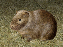 selbstgemaltes Wildmeerschweinchen