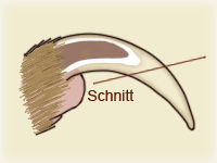 Schnittansatz beim Krallenschneiden