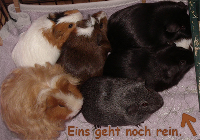 viele Meerschweinchen auf einem Haufen